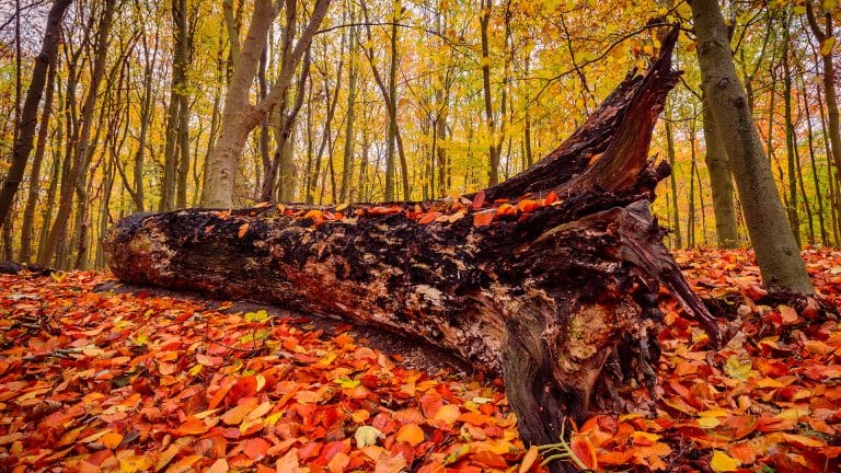 omgevallen oude boom in het Staelduinse Bos omringd met herfstbladeren in oranje, rood en geel in het westland